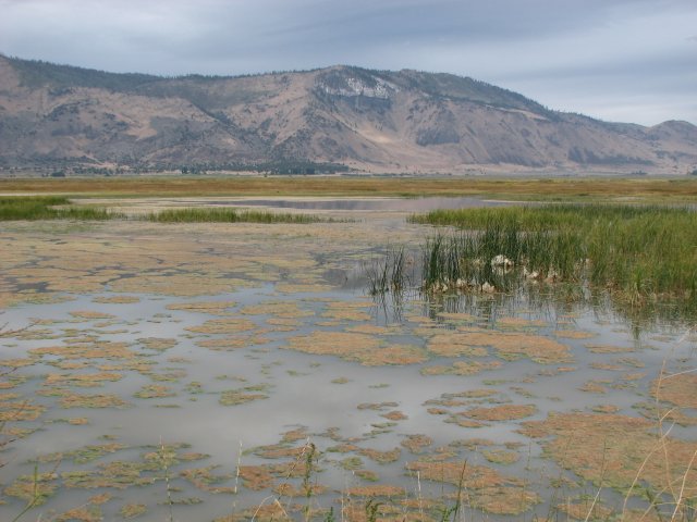 The Marsh
